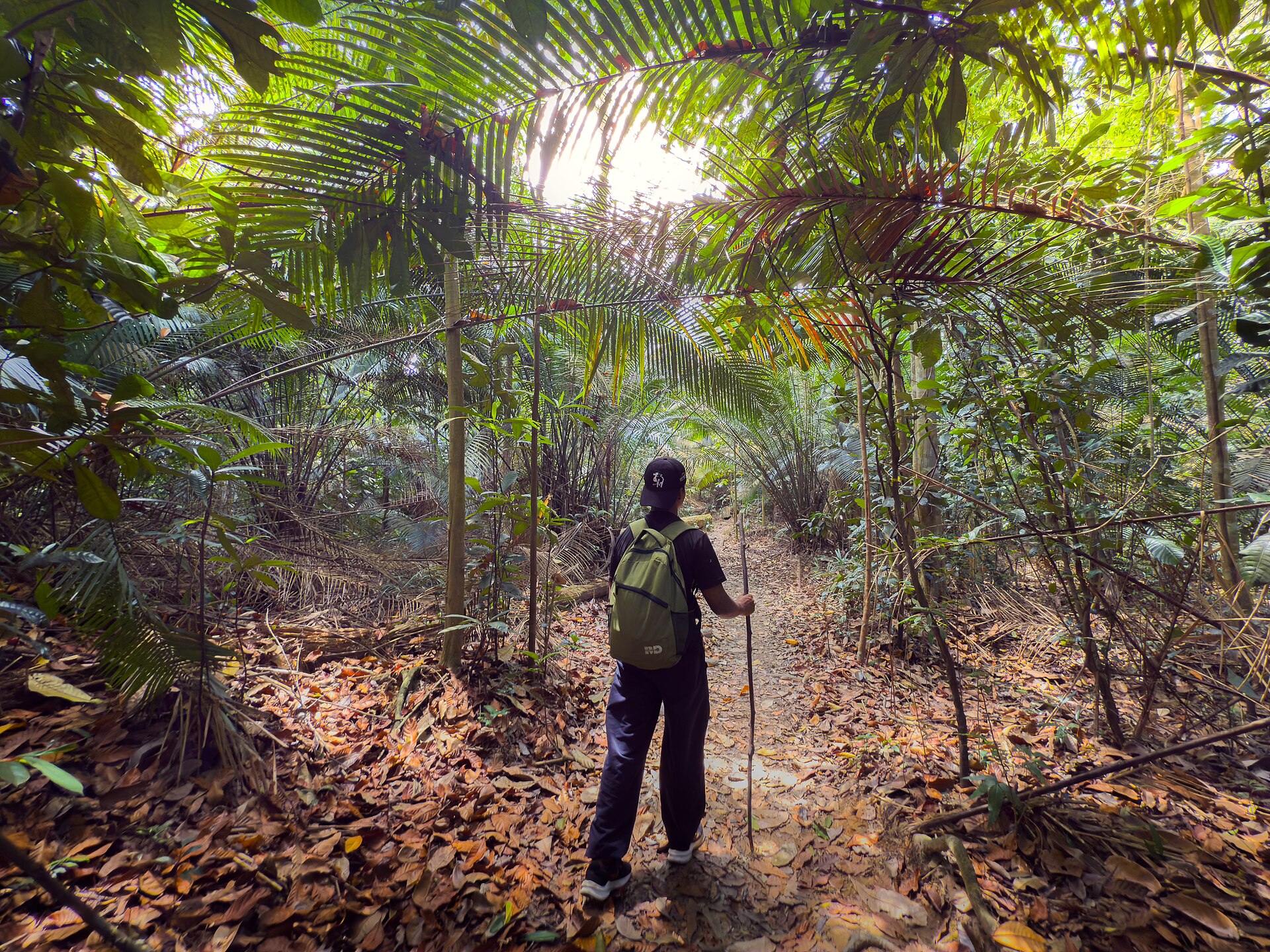 Hiker walking a jungle trail in Sri Lanka's hill country near Kandy